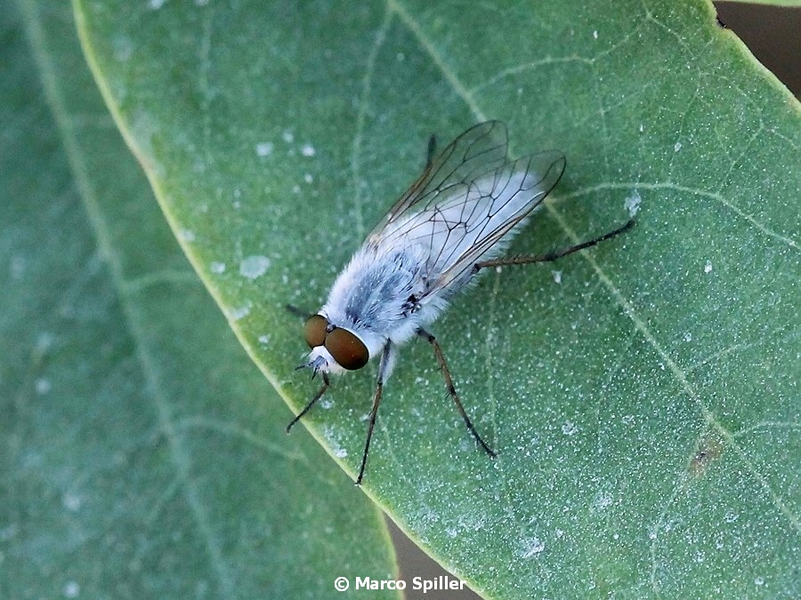 Acrosathe annulata